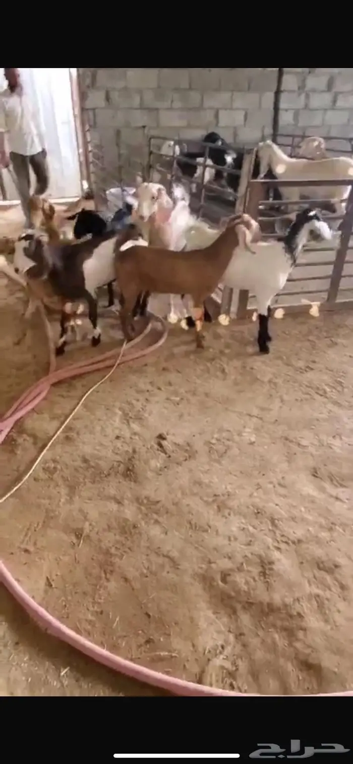 تيوس وجفار الدلم 0