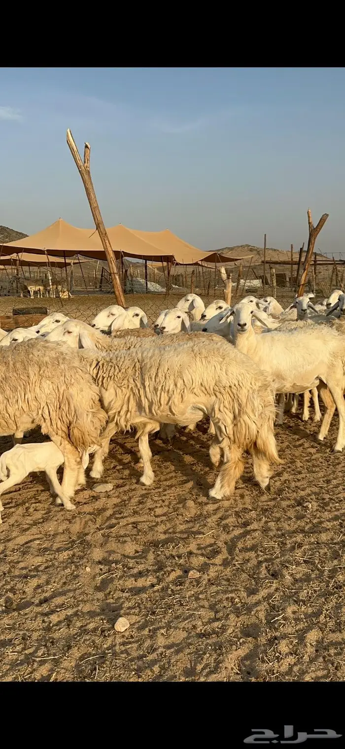 غنم حرية رخال صنف حررش 40 تحتها 4 1