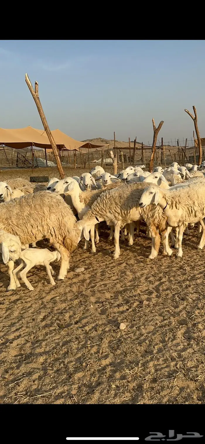 غنم حرية رخال صنف حررش 40 تحتها 4 2