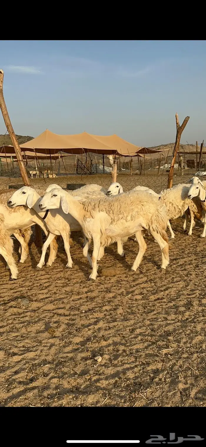 غنم حرية رخال صنف حررش 40 تحتها 4 3