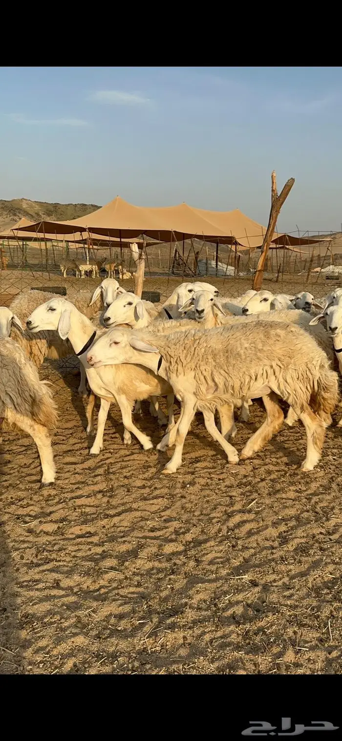 غنم حرية رخال صنف حررش 40 تحتها 4 4