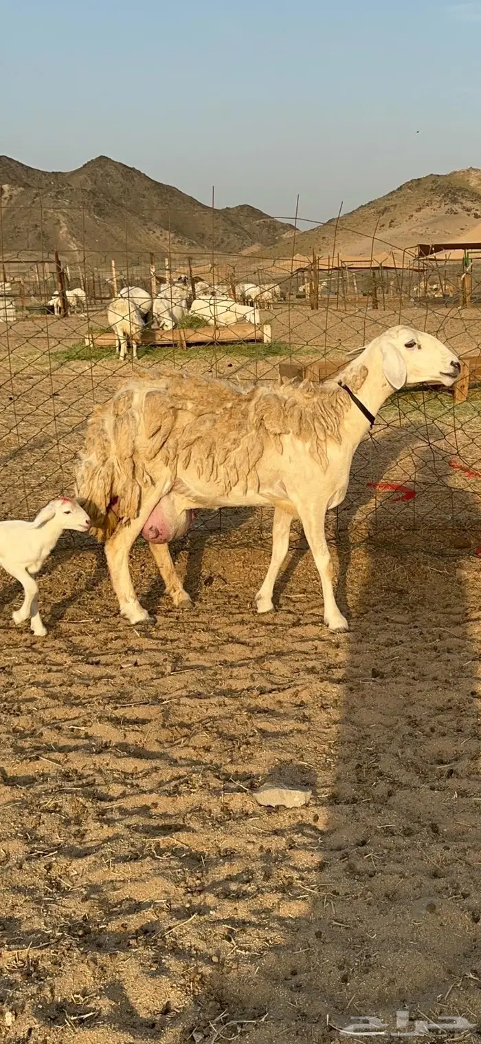 غنم حرية رخال صنف حررش 40 تحتها 4 20