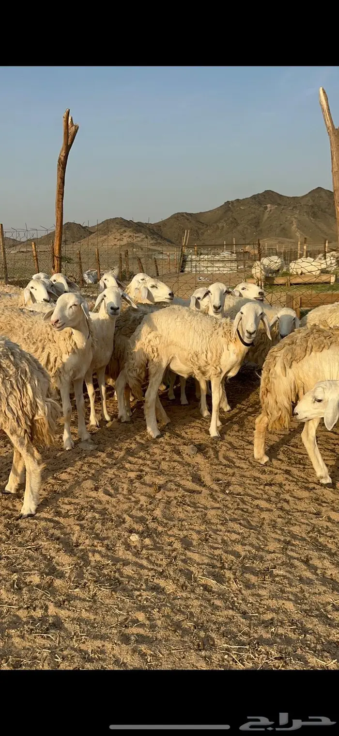 غنم حرية رخال صنف حررش 40 تحتها 4 5