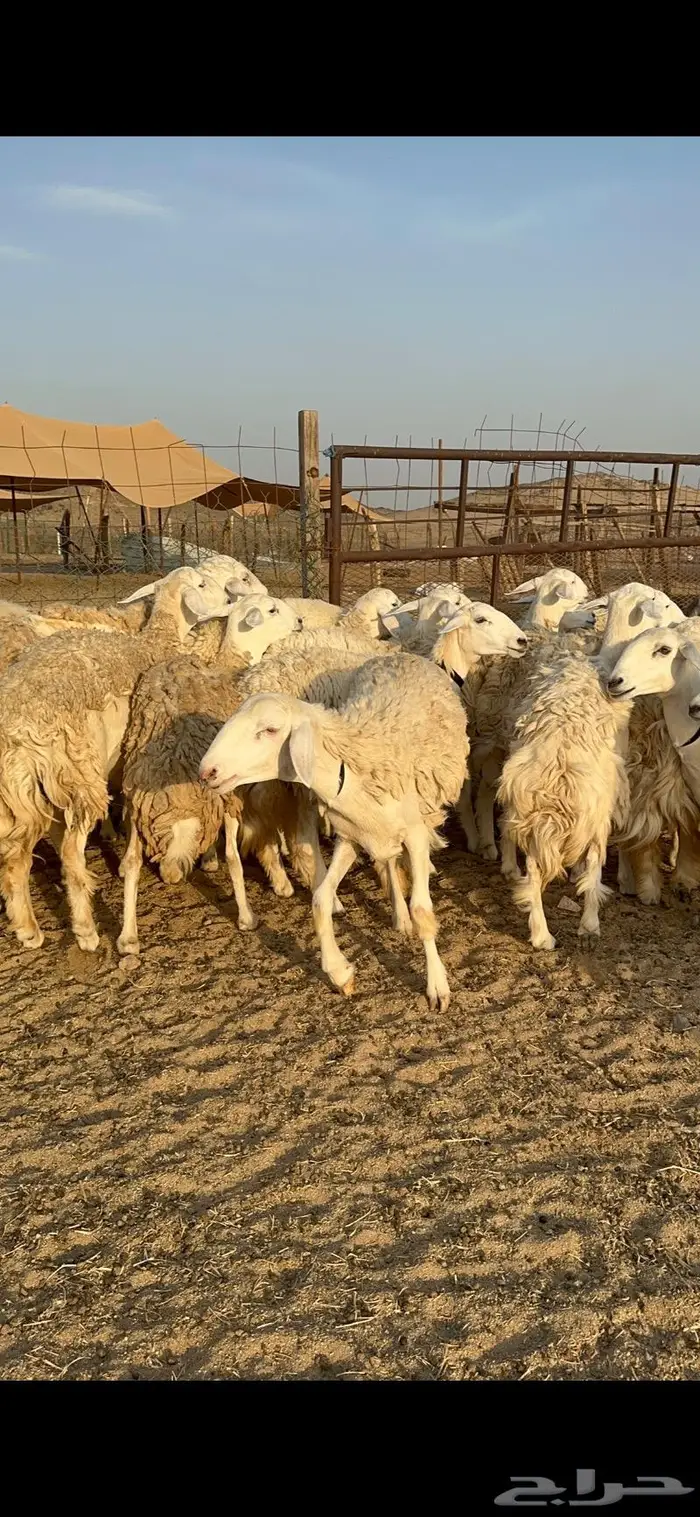 غنم حرية رخال صنف حررش 40 تحتها 4 6