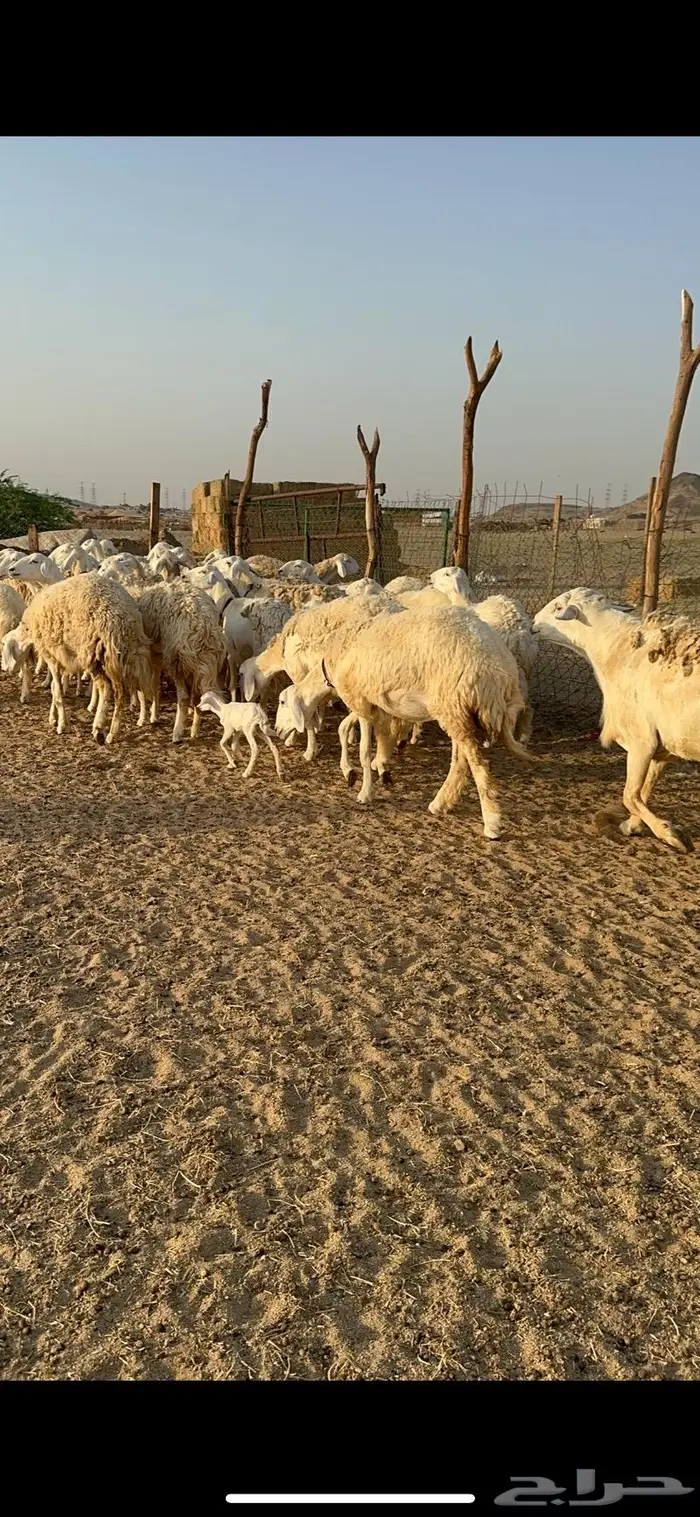 غنم حرية رخال صنف حررش 40 تحتها 4 8