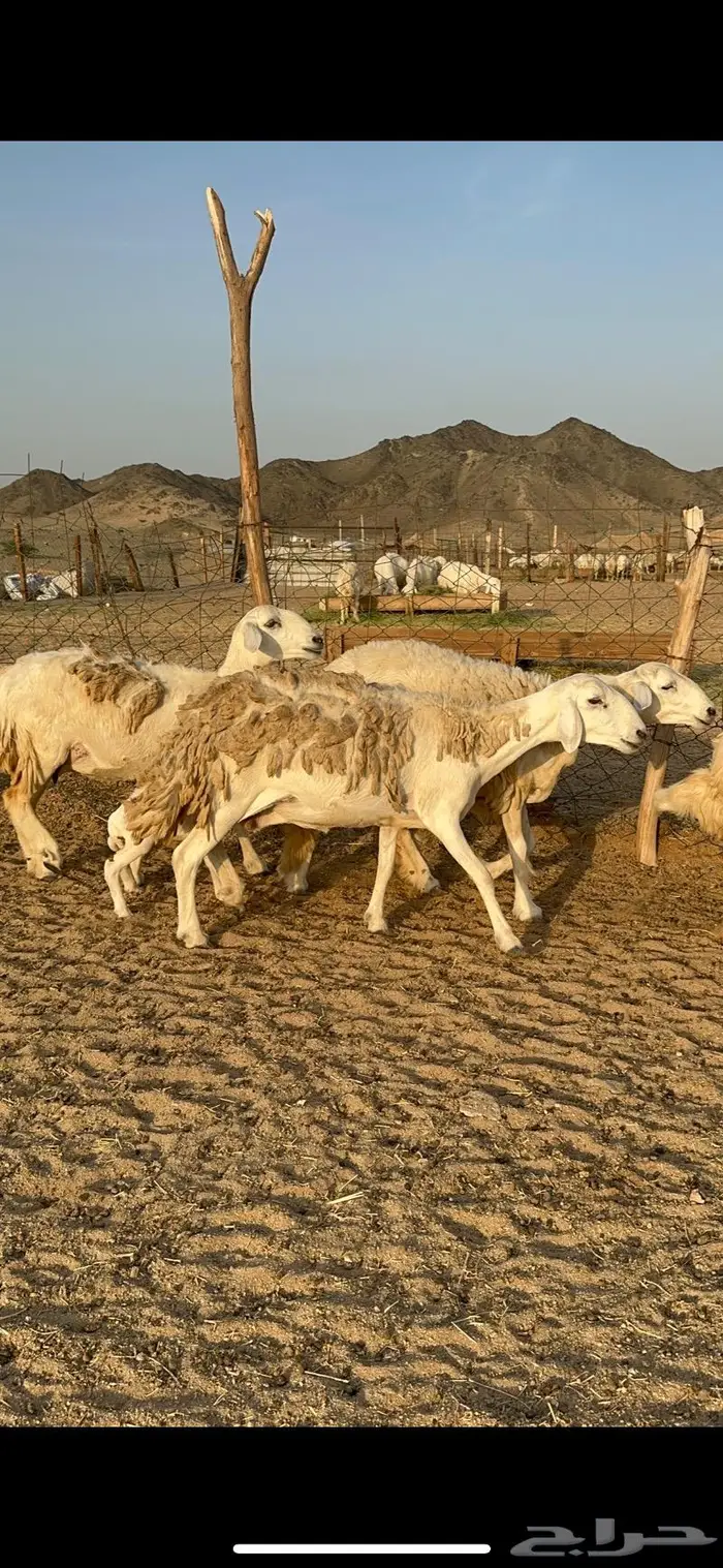 غنم حرية رخال صنف حررش 40 تحتها 4 9