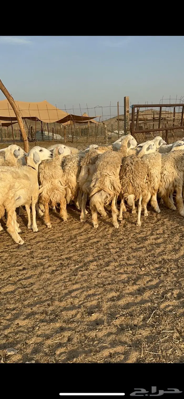 غنم حرية رخال صنف حررش 40 تحتها 4 10