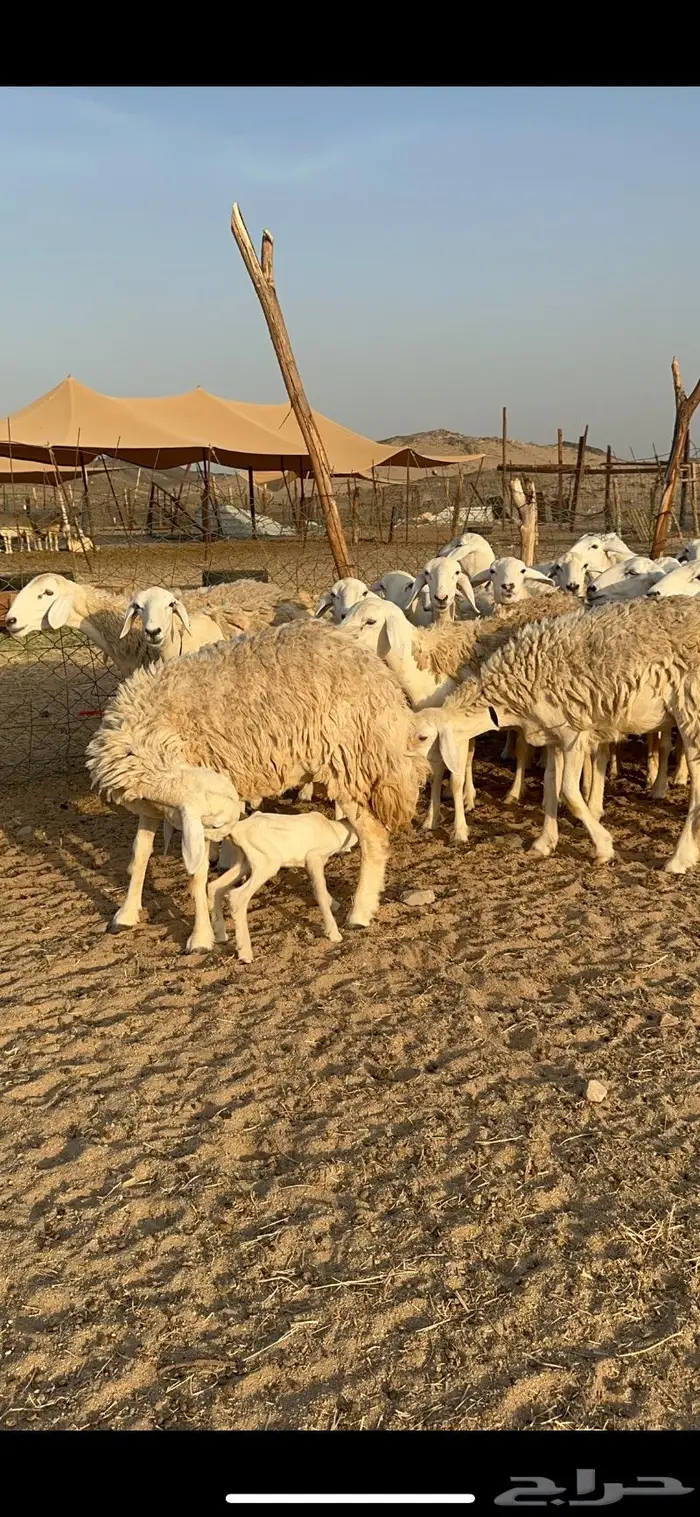 غنم حرية رخال صنف حررش 40 تحتها 4 11