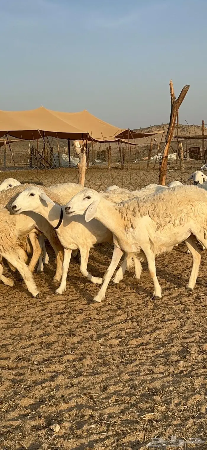 غنم حرية رخال صنف حررش 40 تحتها 4 12