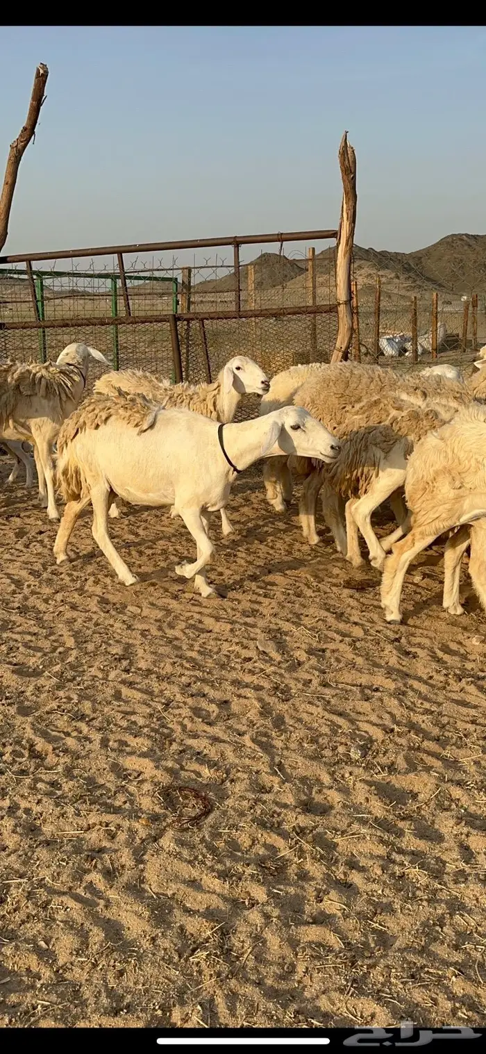 غنم حرية رخال صنف حررش 40 تحتها 4 15