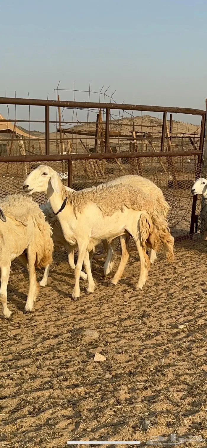 غنم حرية رخال صنف حررش 40 تحتها 4 13