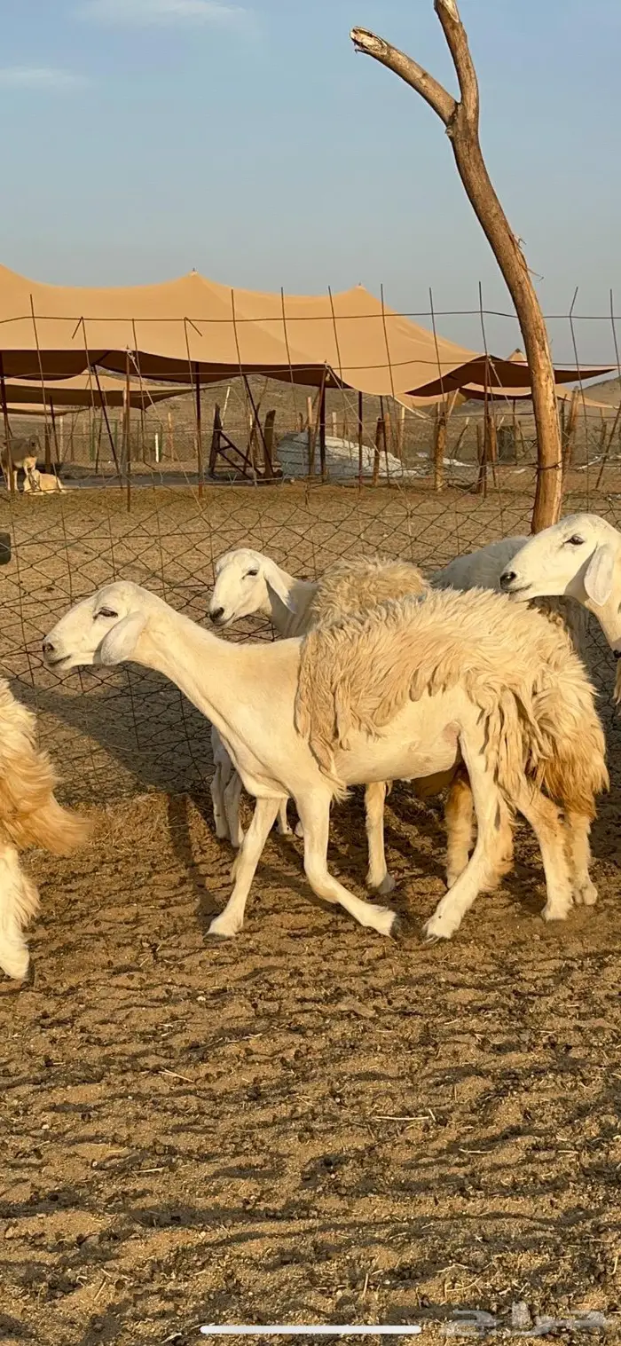 غنم حرية رخال صنف حررش 40 تحتها 4 18