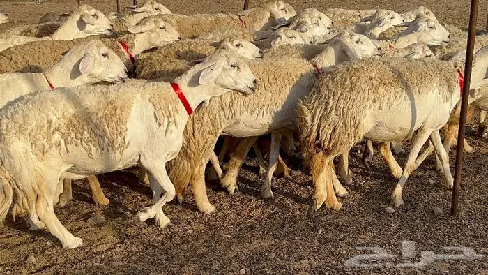 غنم حرش وبره ملكيه 45 راس صنف الصنف 8
