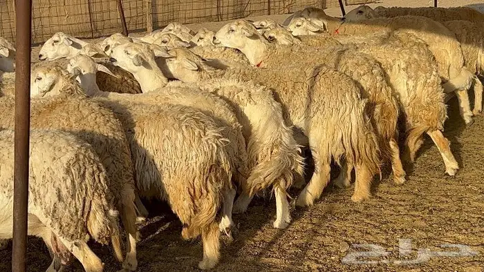 غنم حرش وبره ملكيه 45 راس صنف الصنف 9