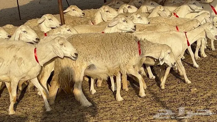 غنم حرش وبره ملكيه 45 راس صنف الصنف 16
