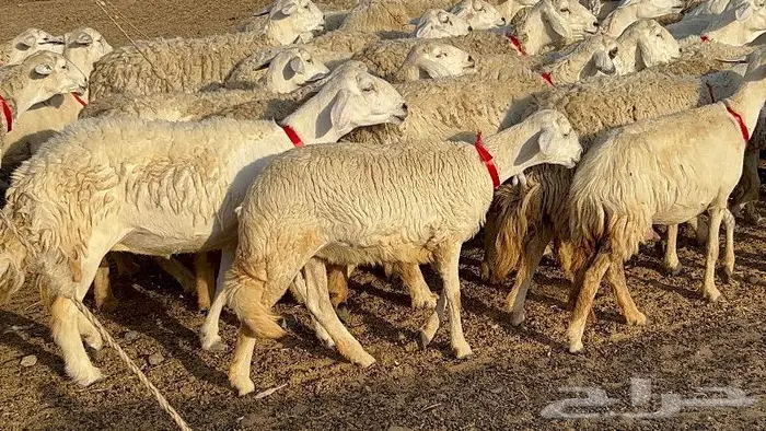 غنم حرش وبره ملكيه 45 راس صنف الصنف 17
