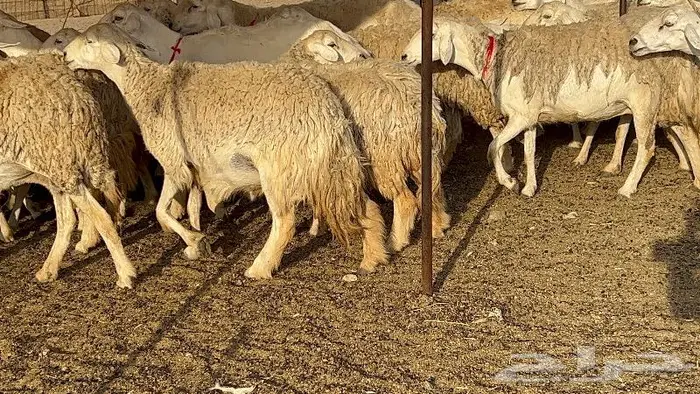 غنم حرش وبره ملكيه 45 راس صنف الصنف 22