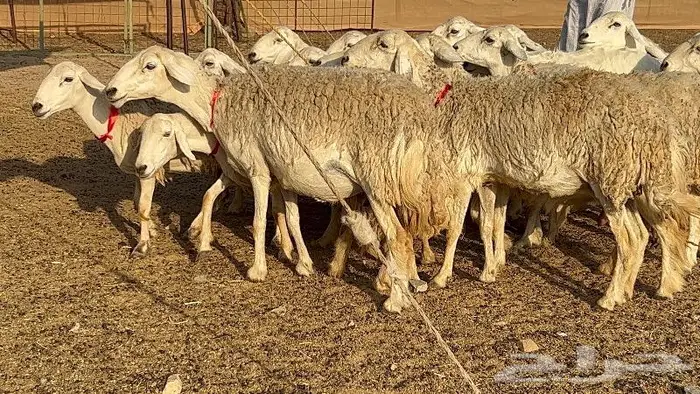 غنم حرش وبره ملكيه 45 راس صنف الصنف 0