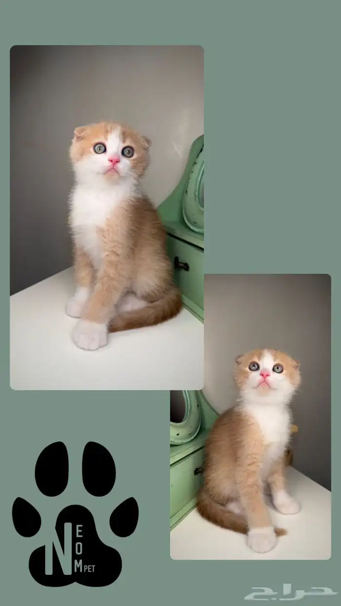 سكوتش فولد قطط للبيع مكة انثى ذكر برتش شورت هير ستريت شيرازي 4