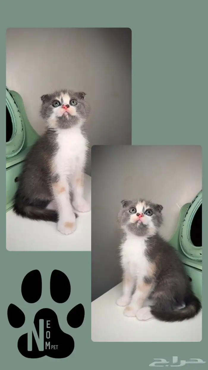 سكوتش فولد قطط للبيع مكة انثى ذكر برتش شورت هير ستريت شيرازي 6