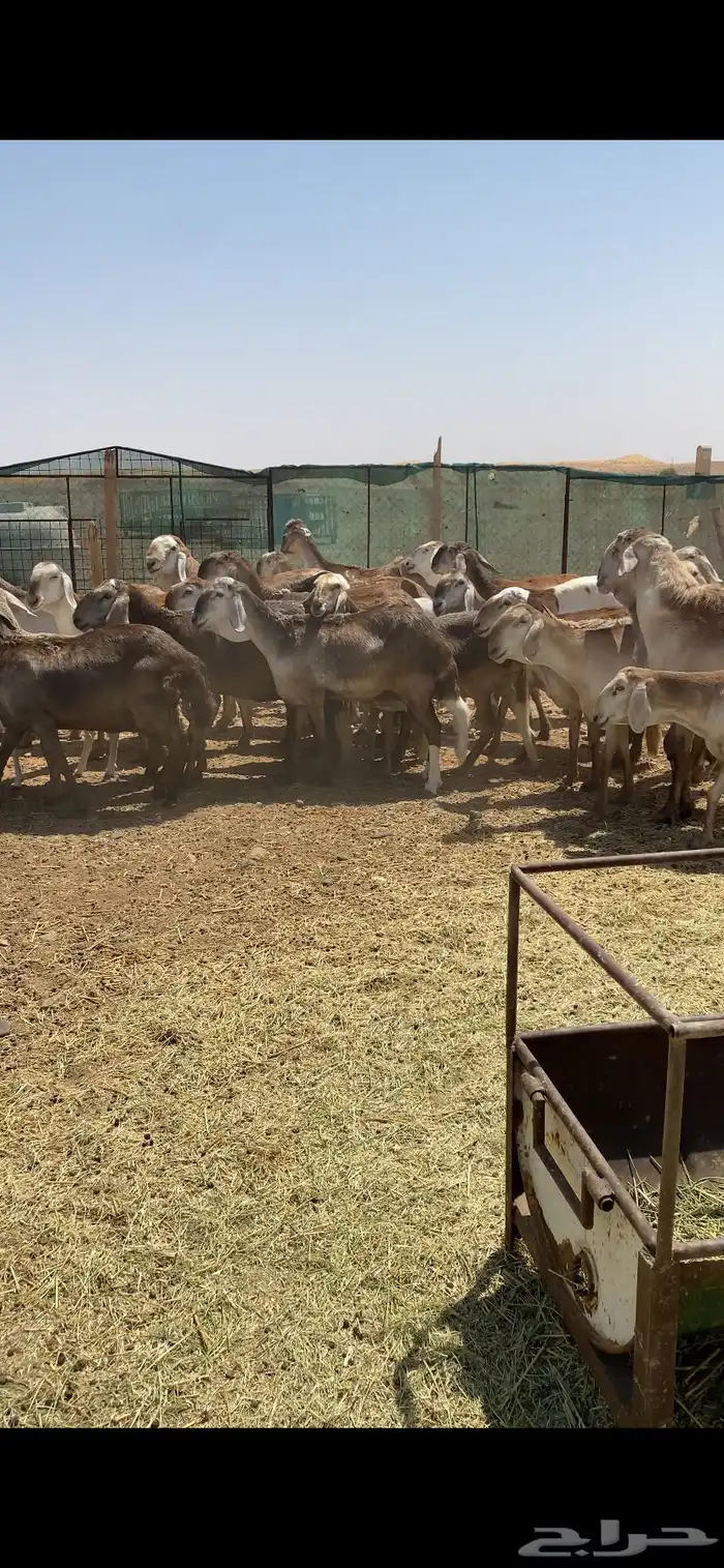 شياه سواكن مراح طيبه. ( تم البيع ) 0