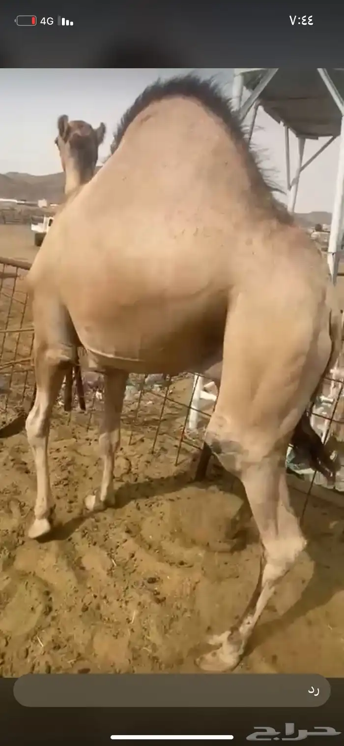للبيع القعدان الكفو للمبادي وزواجات بسعر مناسبه يوجد تواصيل 4