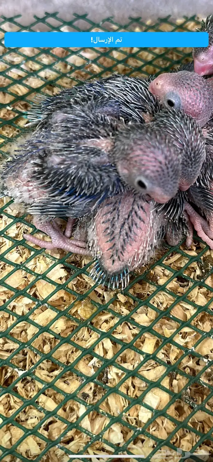 ميني روز بارتوليت للبيع 1