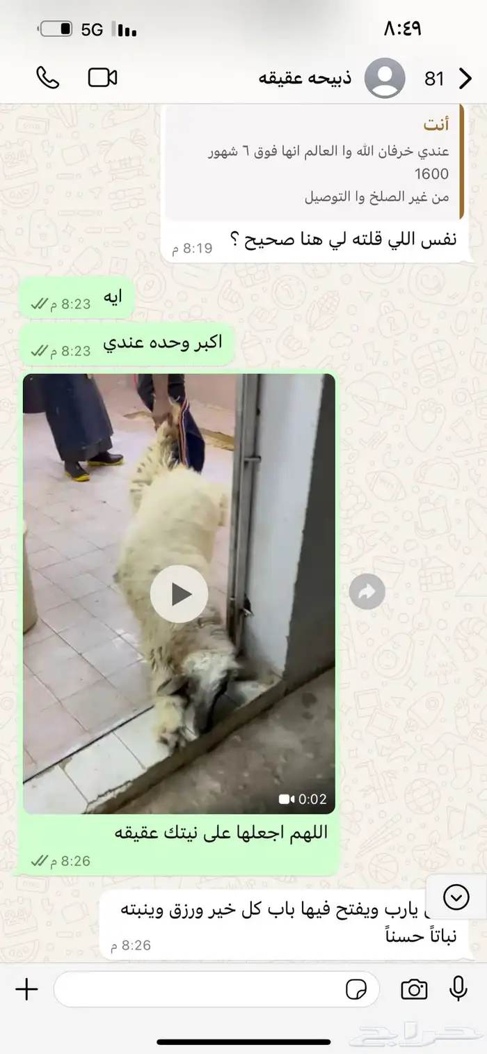 خرفان نعيم تيوس 0