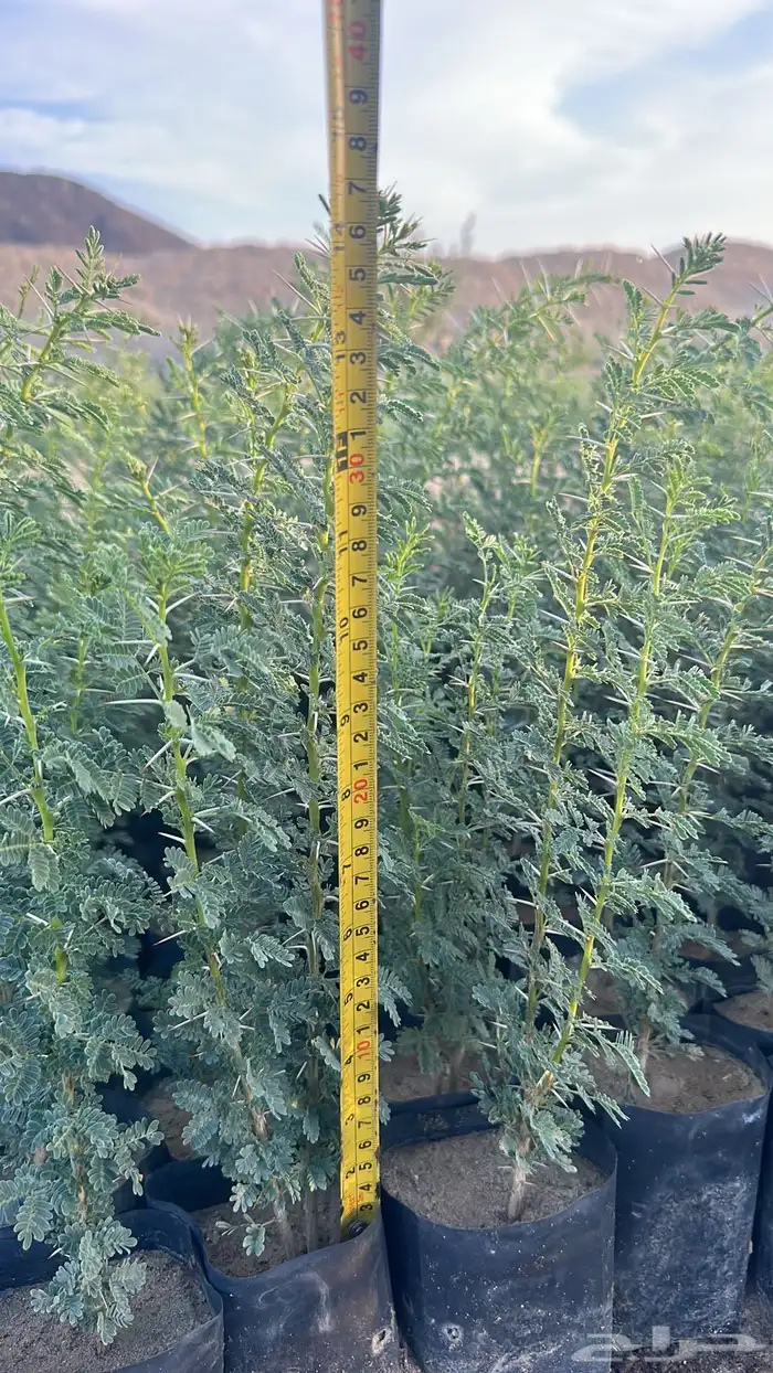 اشجار برية اشجار محليه بالجملة والكميات 3