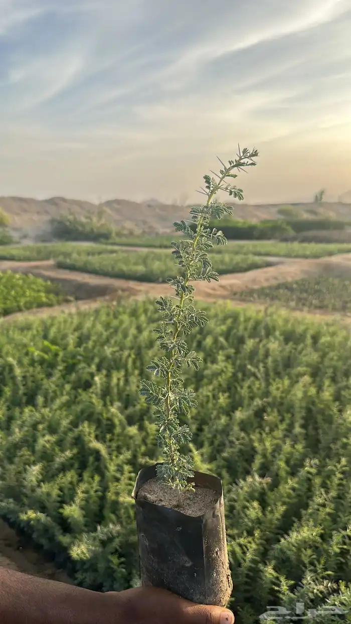 اشجار برية اشجار محليه بالجملة والكميات 5