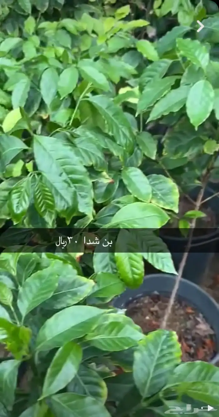 مشتل الوادي 0