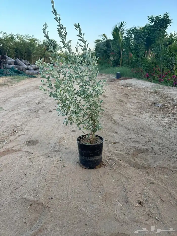 اشجار مشتل 4
