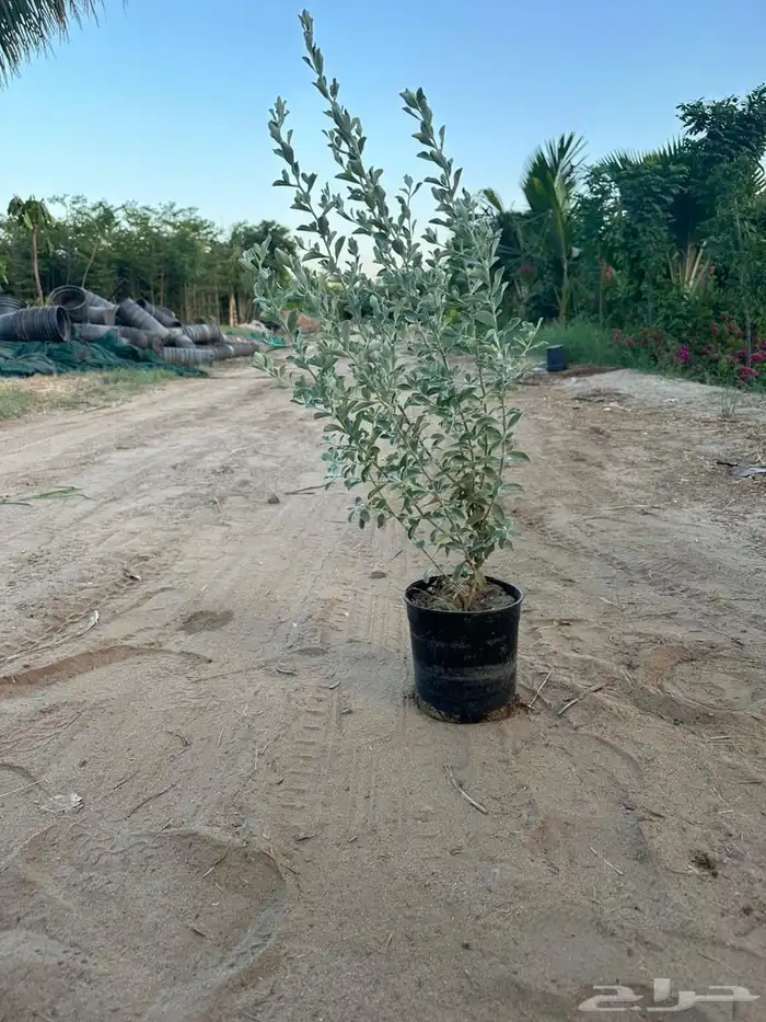 اشجار مشتل 3