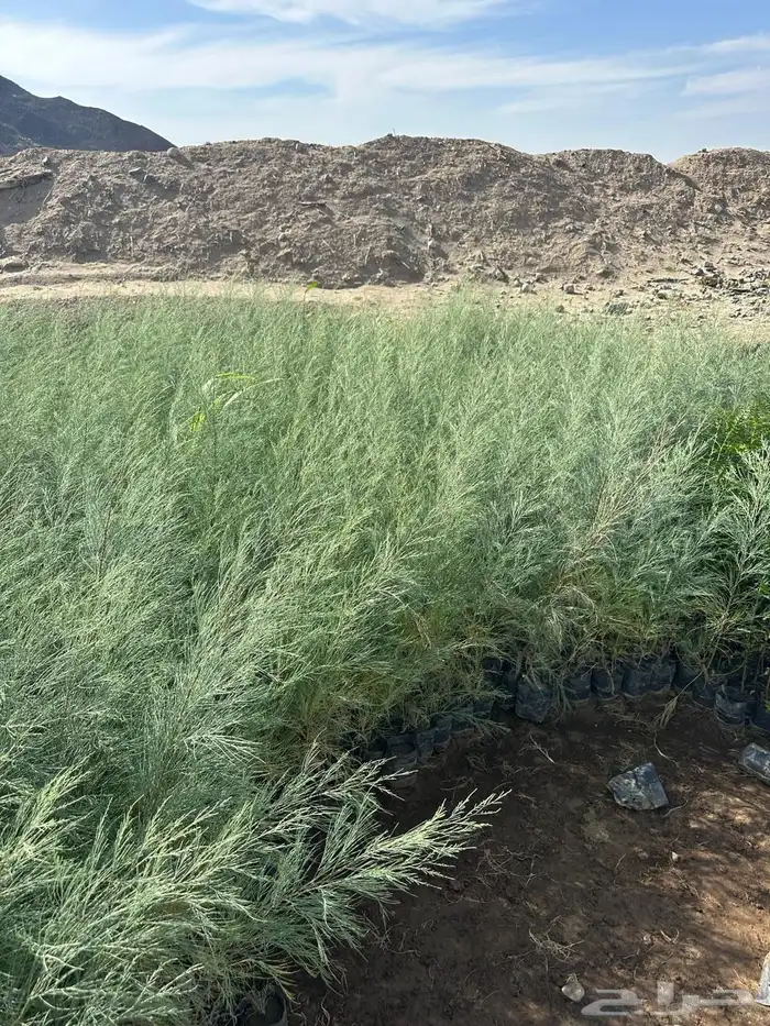 اشجار برية اشجار محليه بالجملة والكميات 4