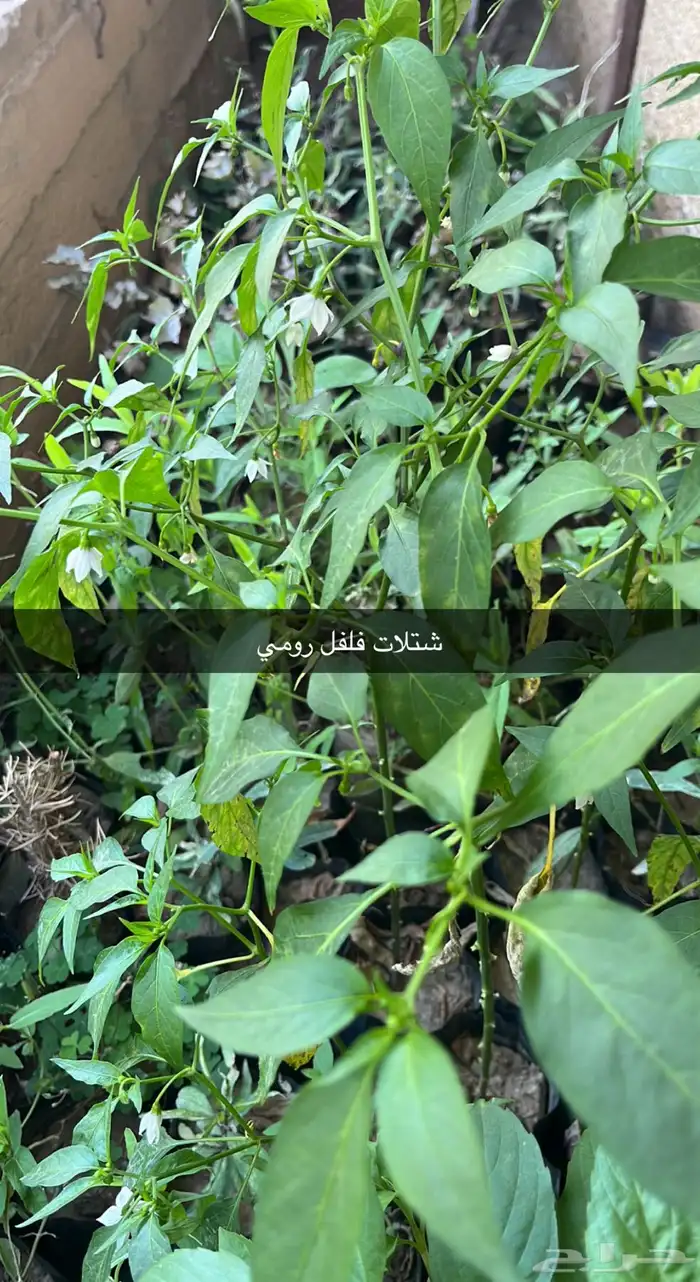 مشتل الوادي 40