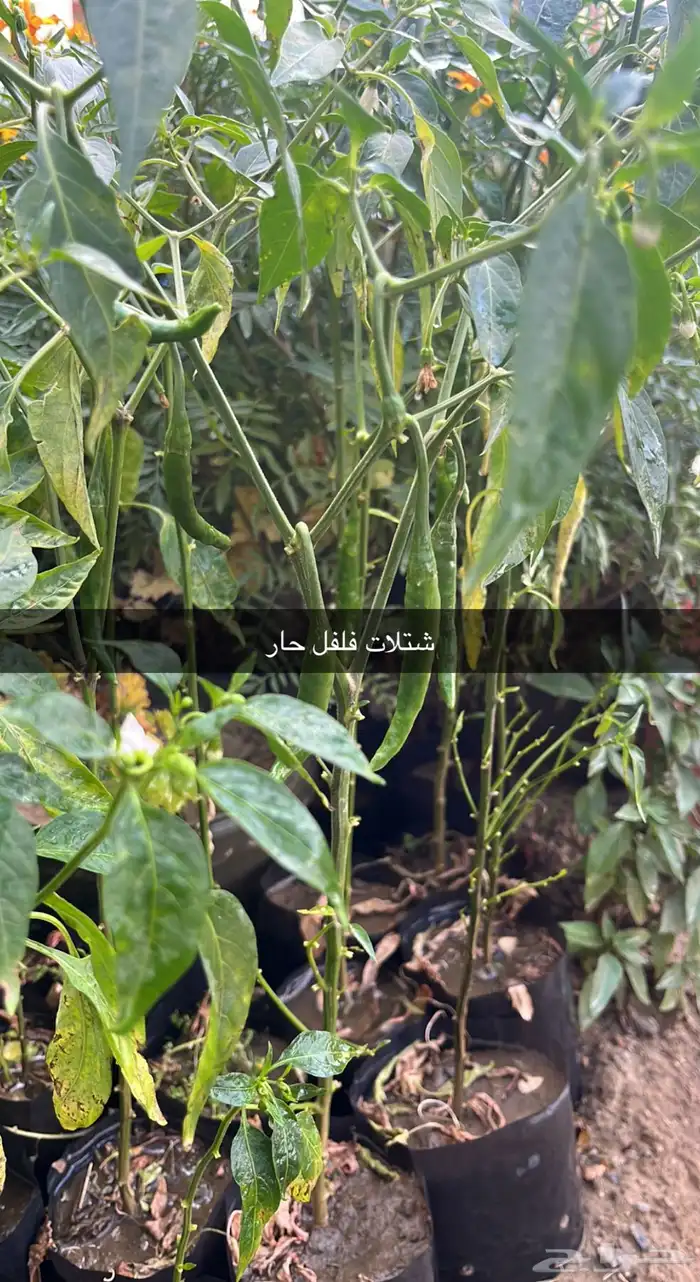 مشتل الوادي 36