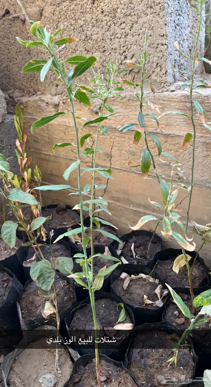 مشتل الوادي 34