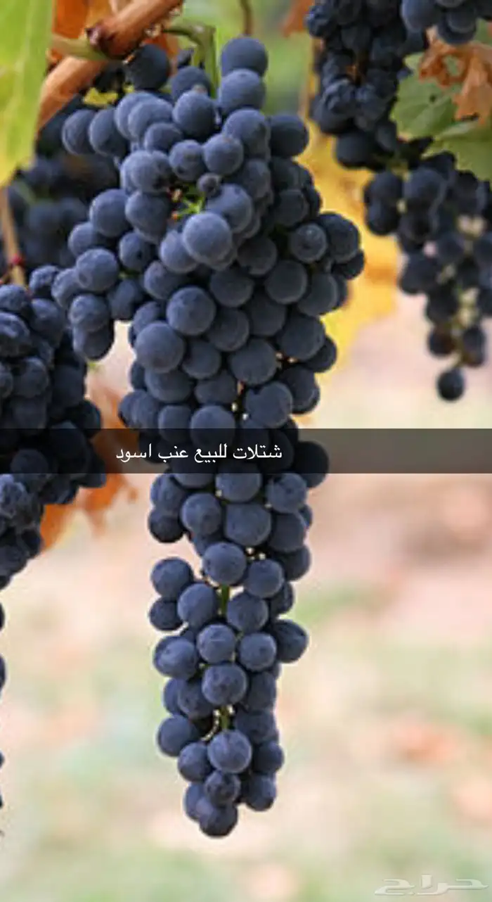 مشتل الوادي 31