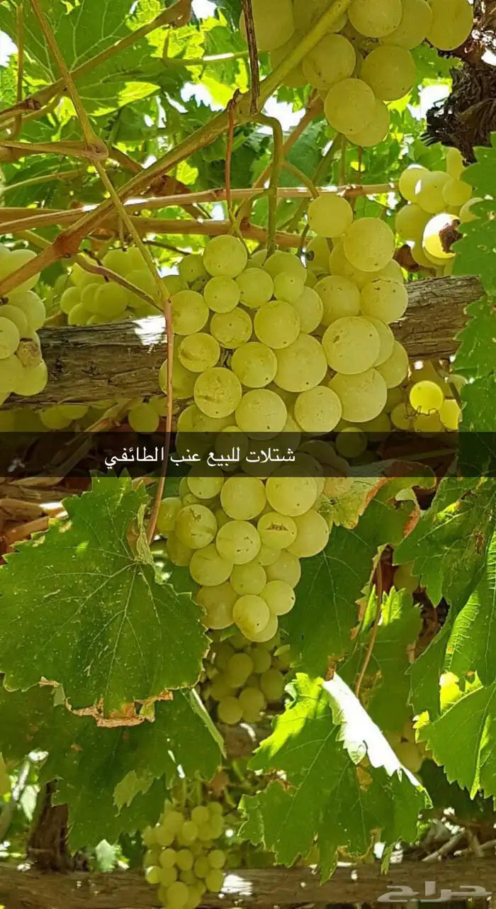 مشتل الوادي 30