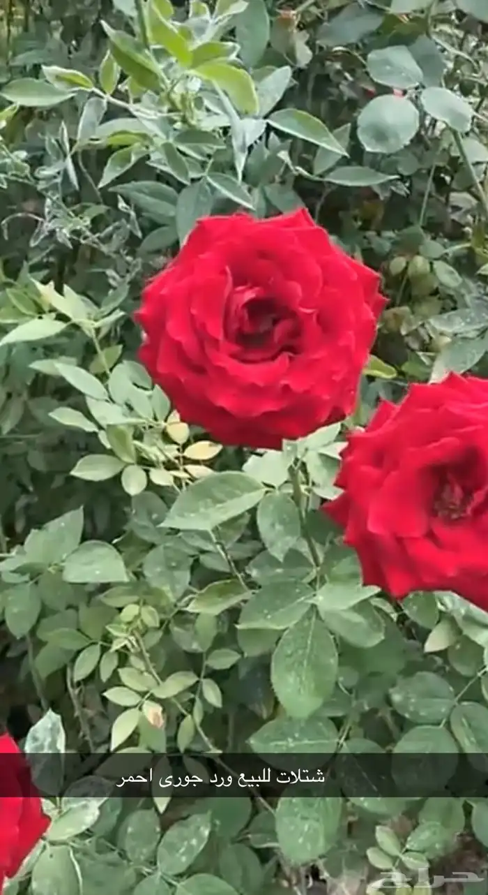 مشتل الوادي 32