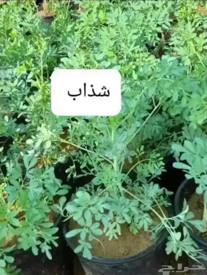 مشتل الوادي 23
