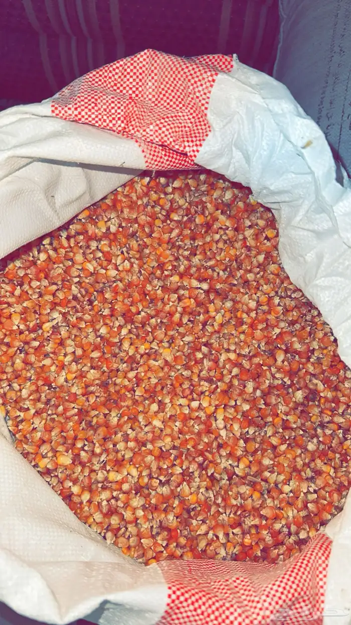 حبش مطبوخ اصفر درجه اولى كميه طيبه 0