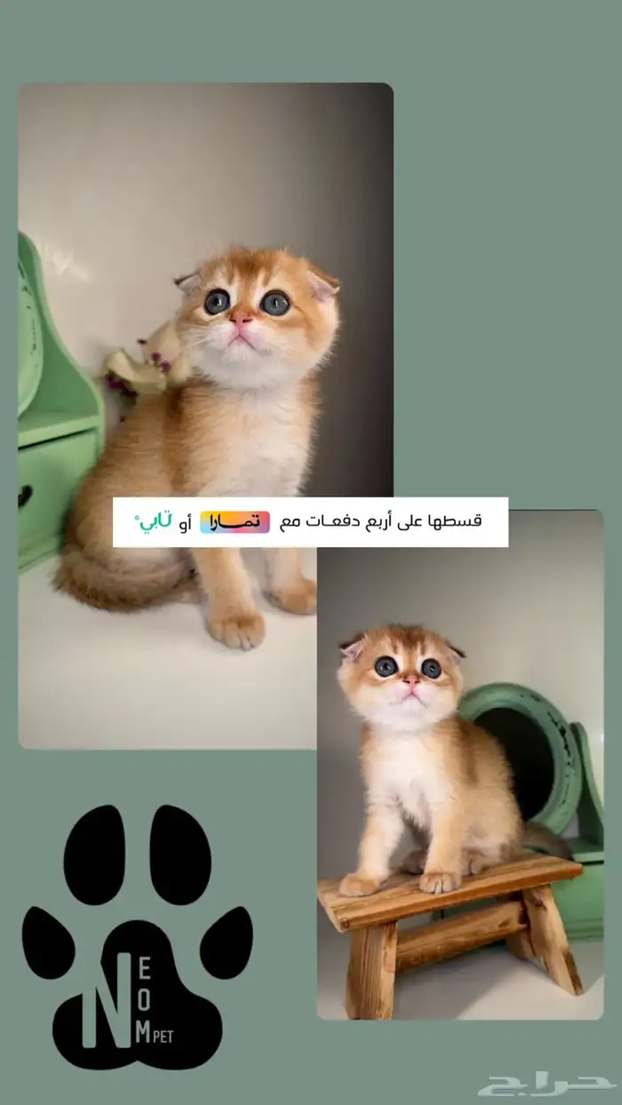 سكوتش فولد قطط للبيع الخبر الظهران الدمام الشرقية الجبيل ذكر 1