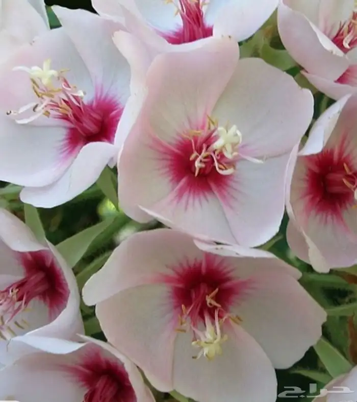 شتلات الدومبيا الورديه 2