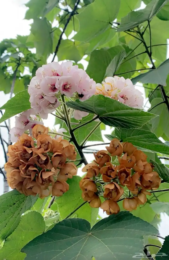 شتلات الدومبيا الورديه 4