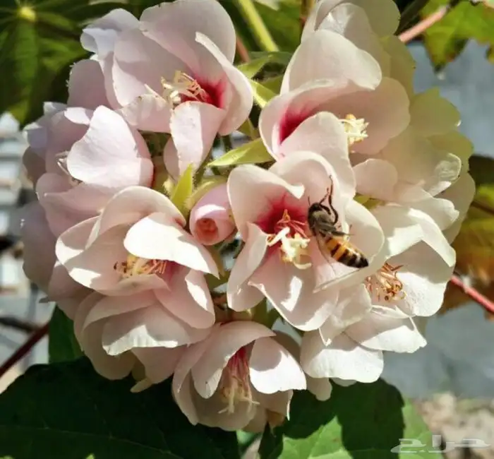 شتلات الدومبيا الورديه 1