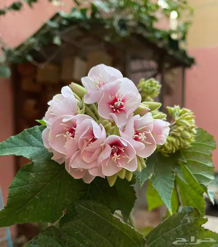 شتلات الدومبيا الورديه 0