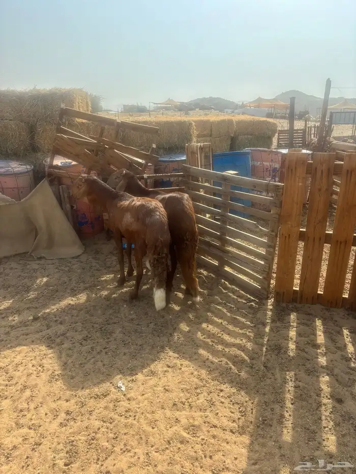 الشميسي طريق الخواجات 2