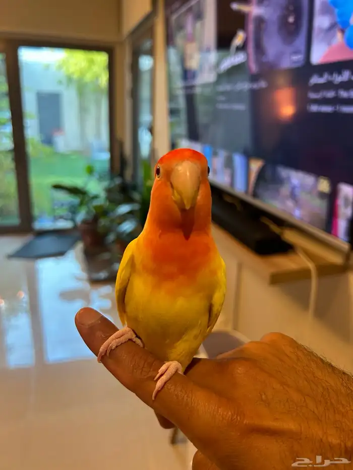ببغاء روز للبيع أليف لكن مو هدد ما يعرف العض (تم البيع) 2