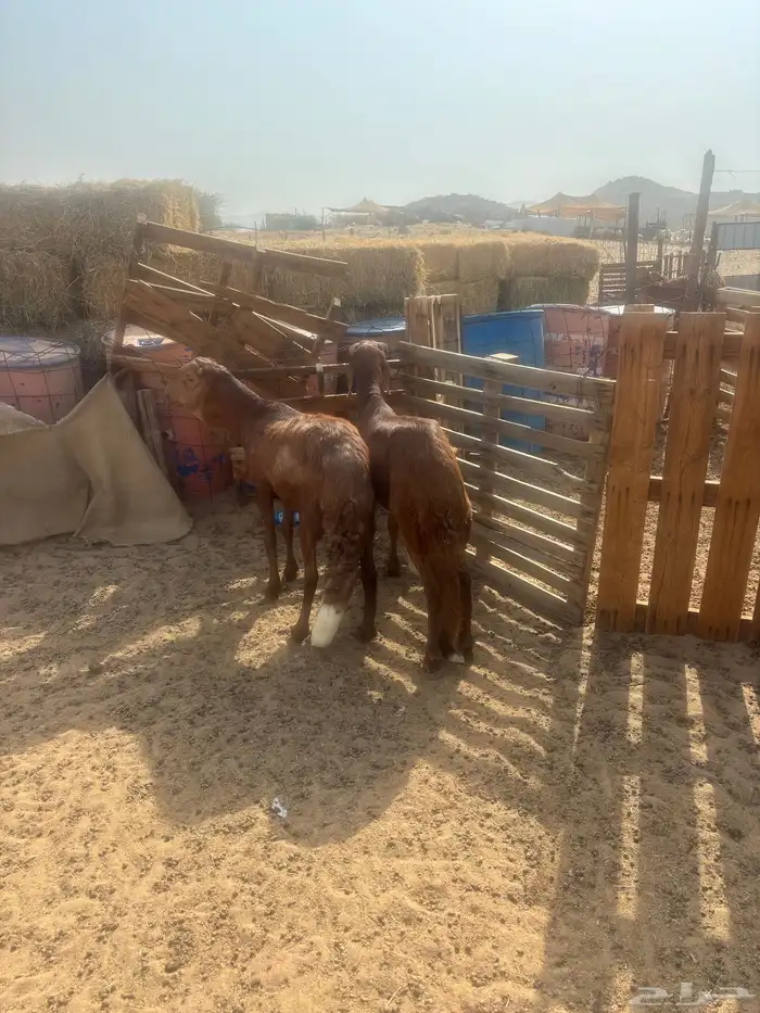 الشميسي طريق الخواجات 3
